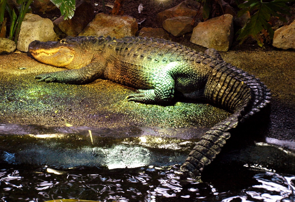 tropicarium_Budapešť001