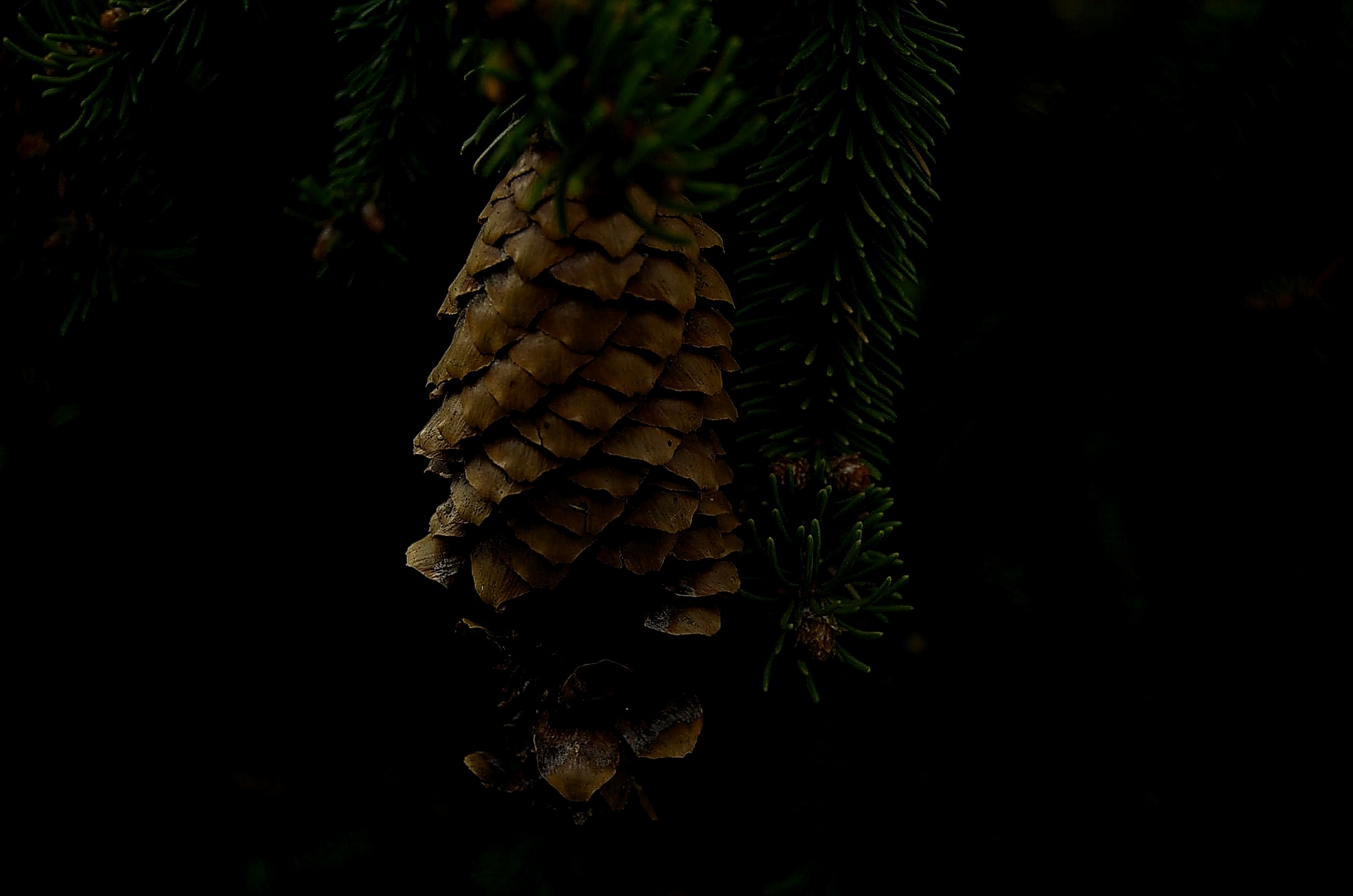_DSC0794a