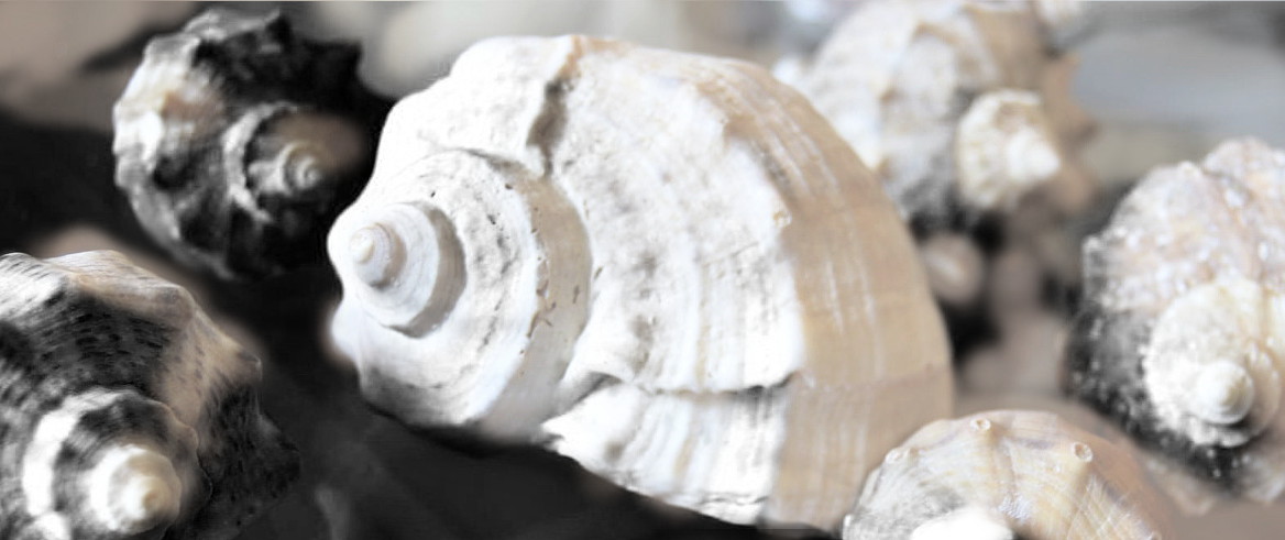 seashell