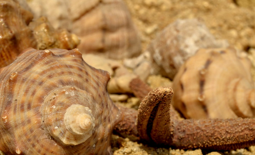 seashell1