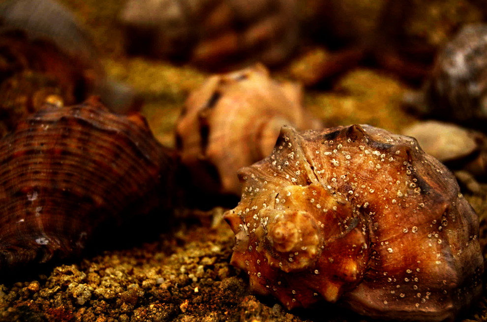 shell